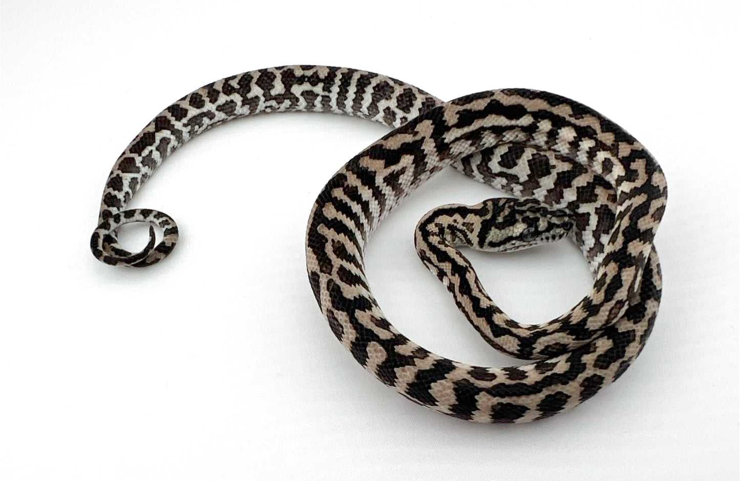 アザンティックゼブラ