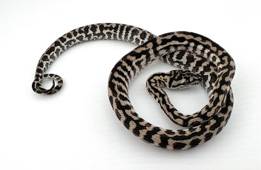 アザンティックゼブラ