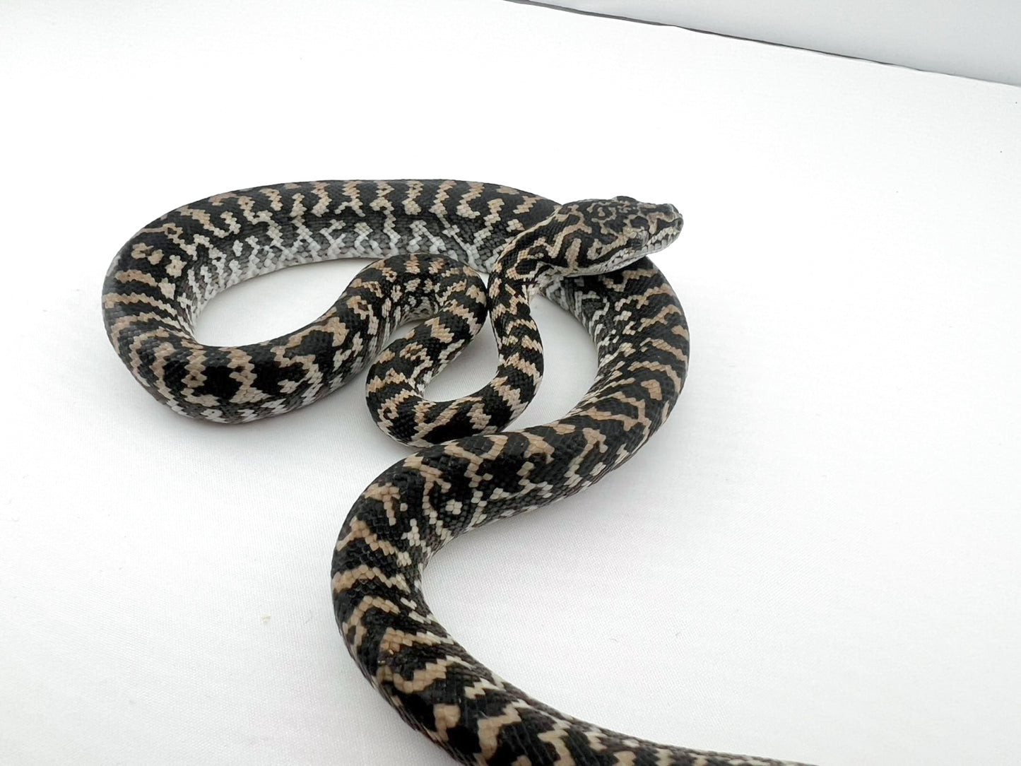 アザンティックゼブラ