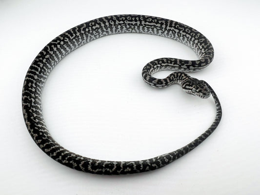 アザンティックゼブラ