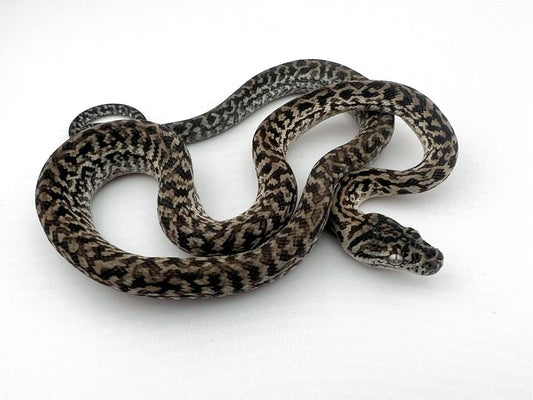 アザンティックゼブラ