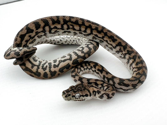 アザンティックゼブラジャガー