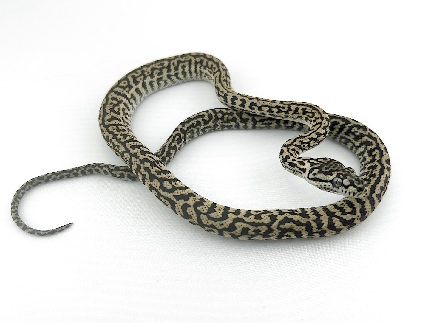 アザンティックゼブラジャガー