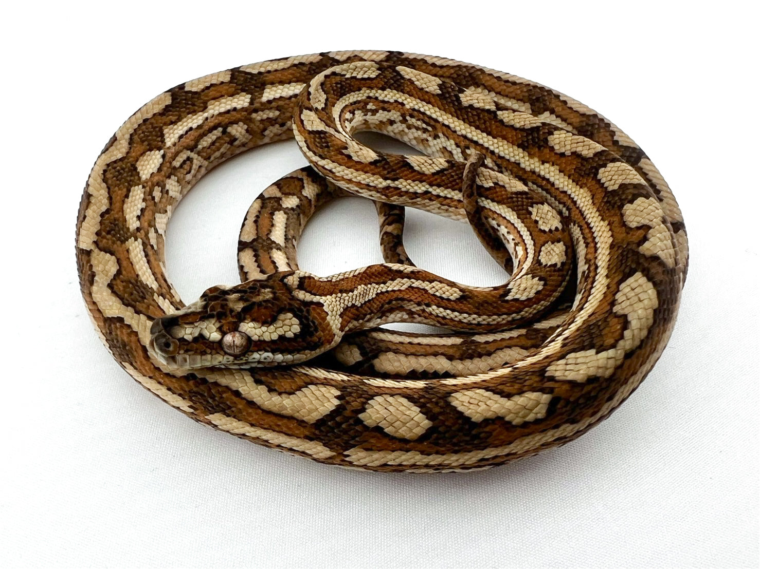 カーペットパイソン – REPTILES TOKYO