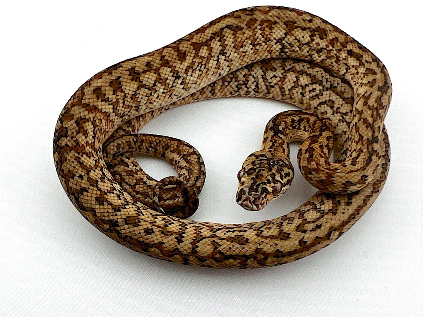 キャラメルゼブラジャガー