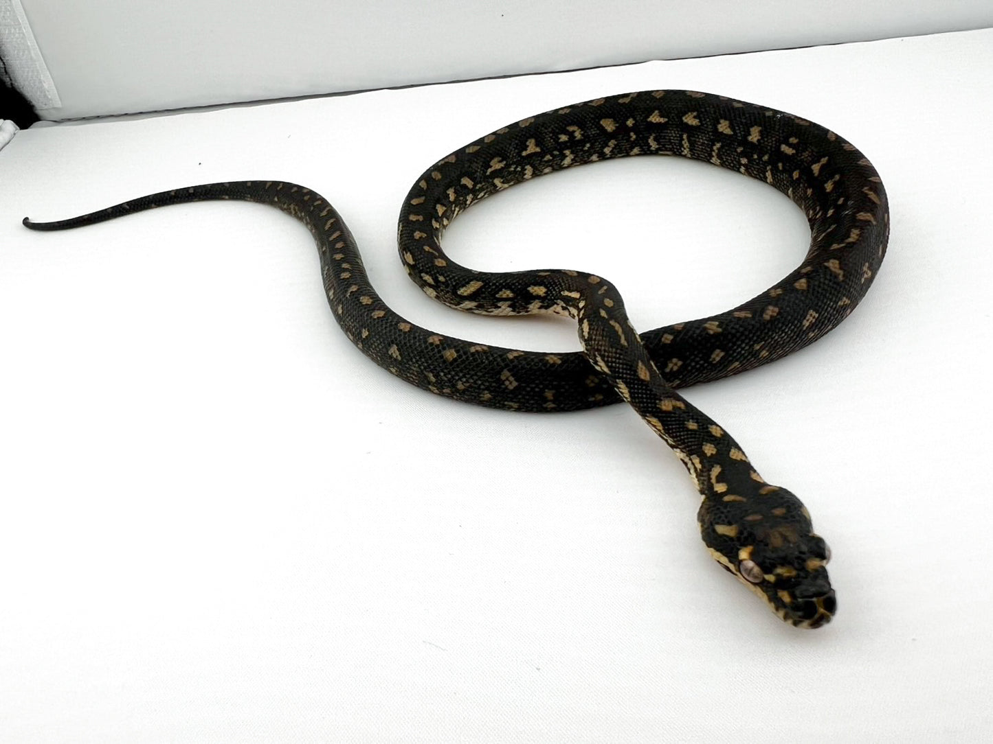 ダイヤモンドパイソン