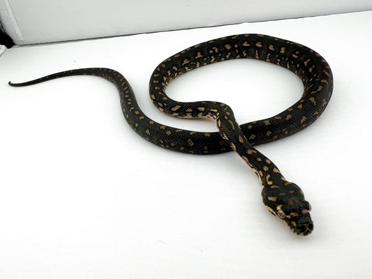 ダイヤモンドパイソン