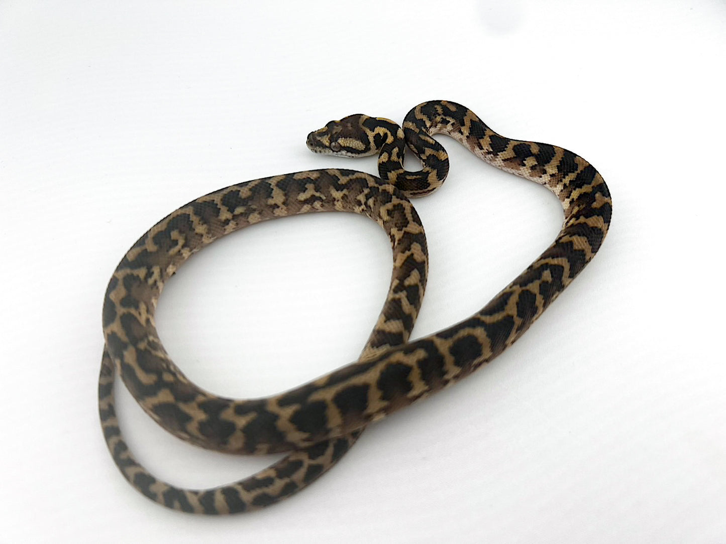 イリアンジャヤ