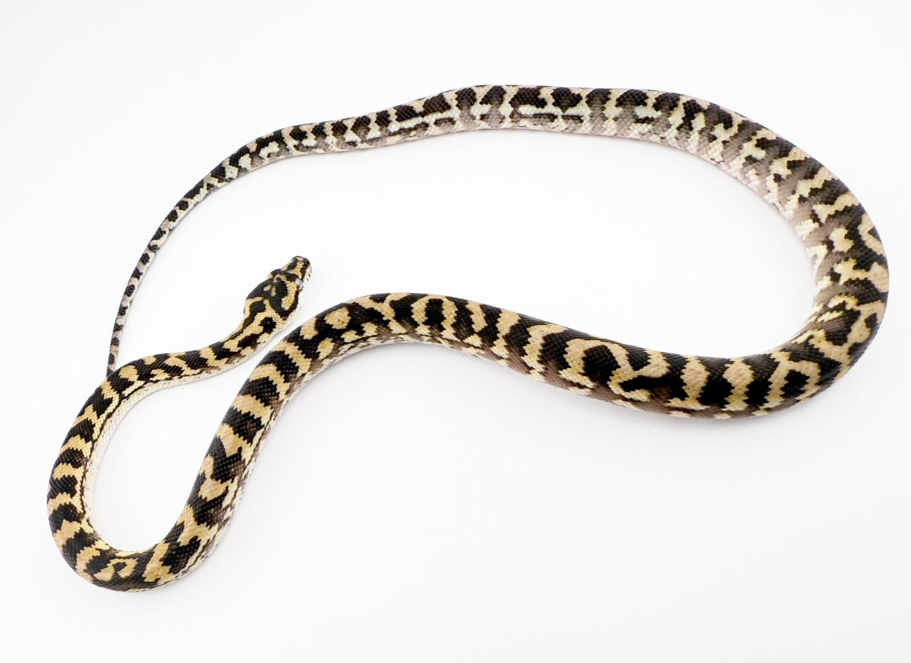 イリアンジャヤ