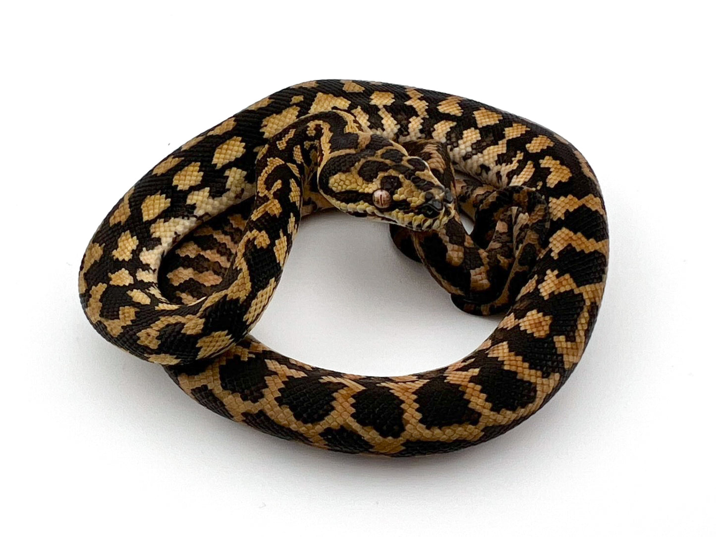 ジャングル