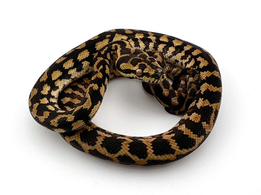 ジャングル