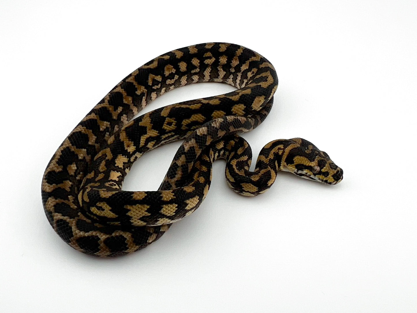 ジャングル