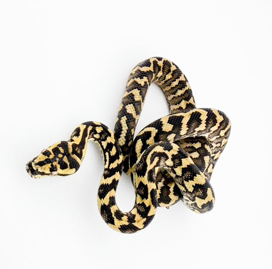 ジャングル