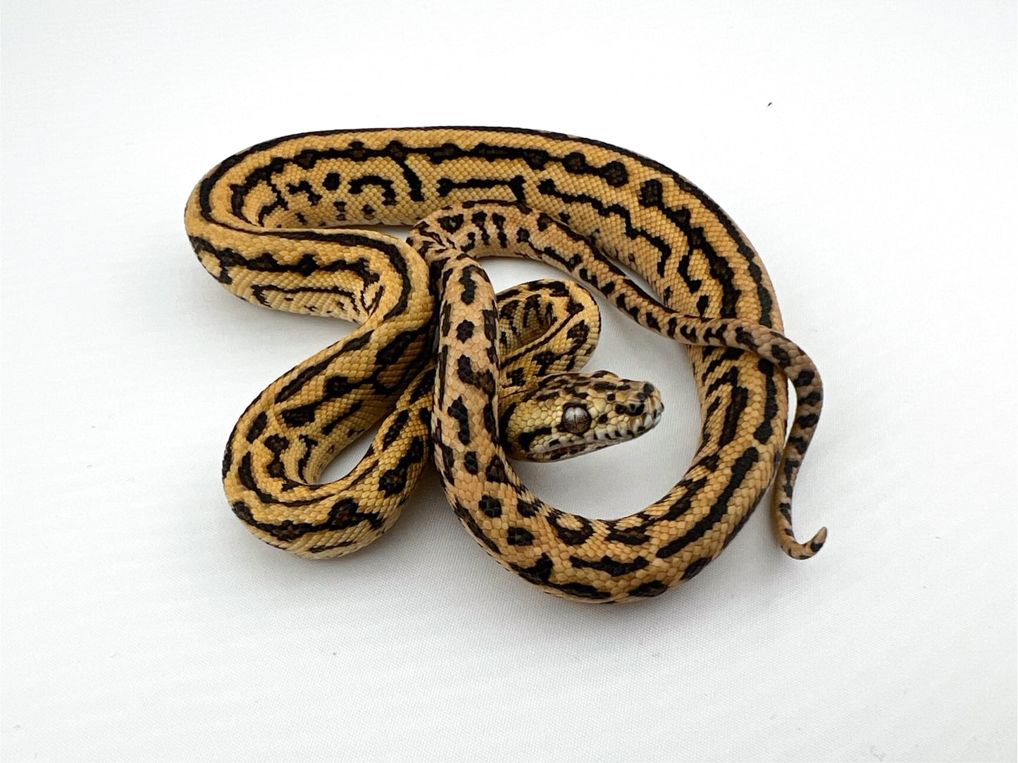 ジャングルゼブラジャガー