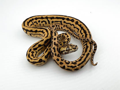 ジャングルゼブラジャガー