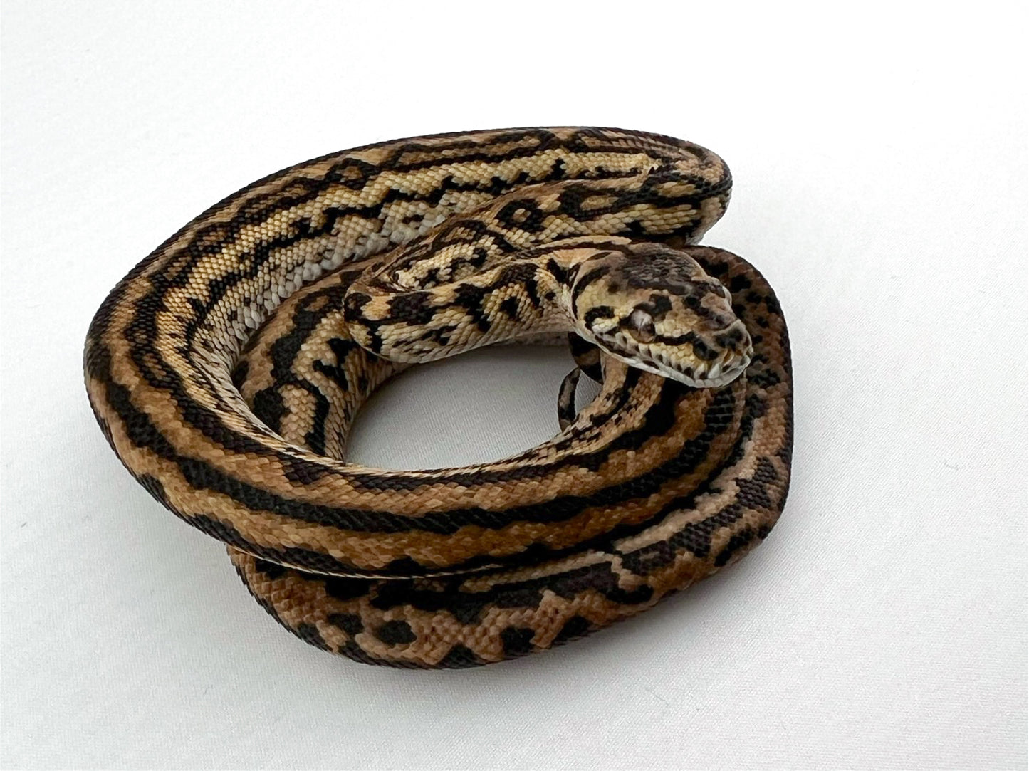 ジャングルゼブラジャガー