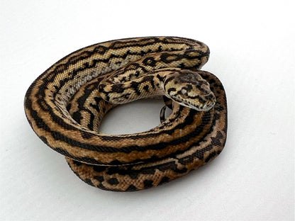 ジャングルゼブラジャガー