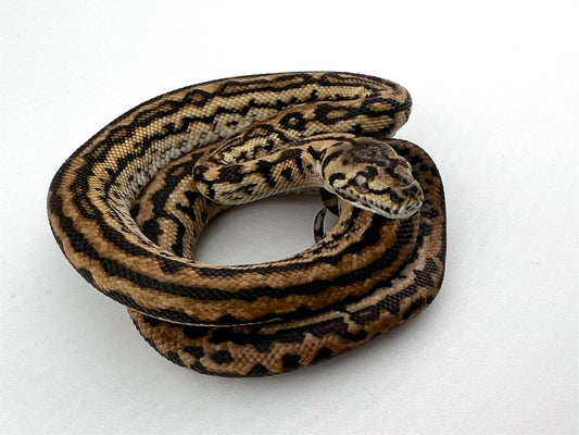 ジャングルゼブラジャガー