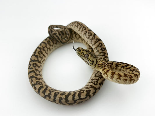 ジャングルゼブラジャガー