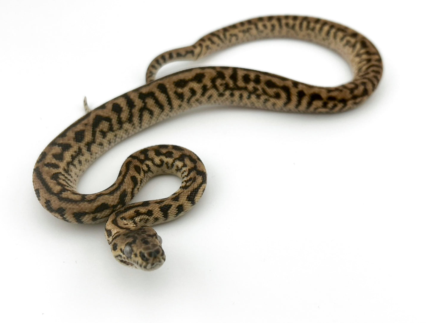 ジャングルゼブラジャガー