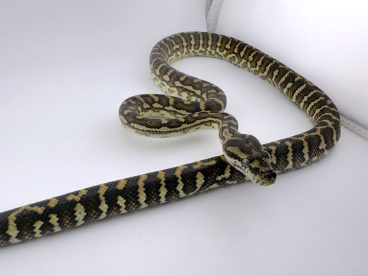 ブレッドリーコースタルダーウィンミックストリプルヘテロアルビノアザンストライプ