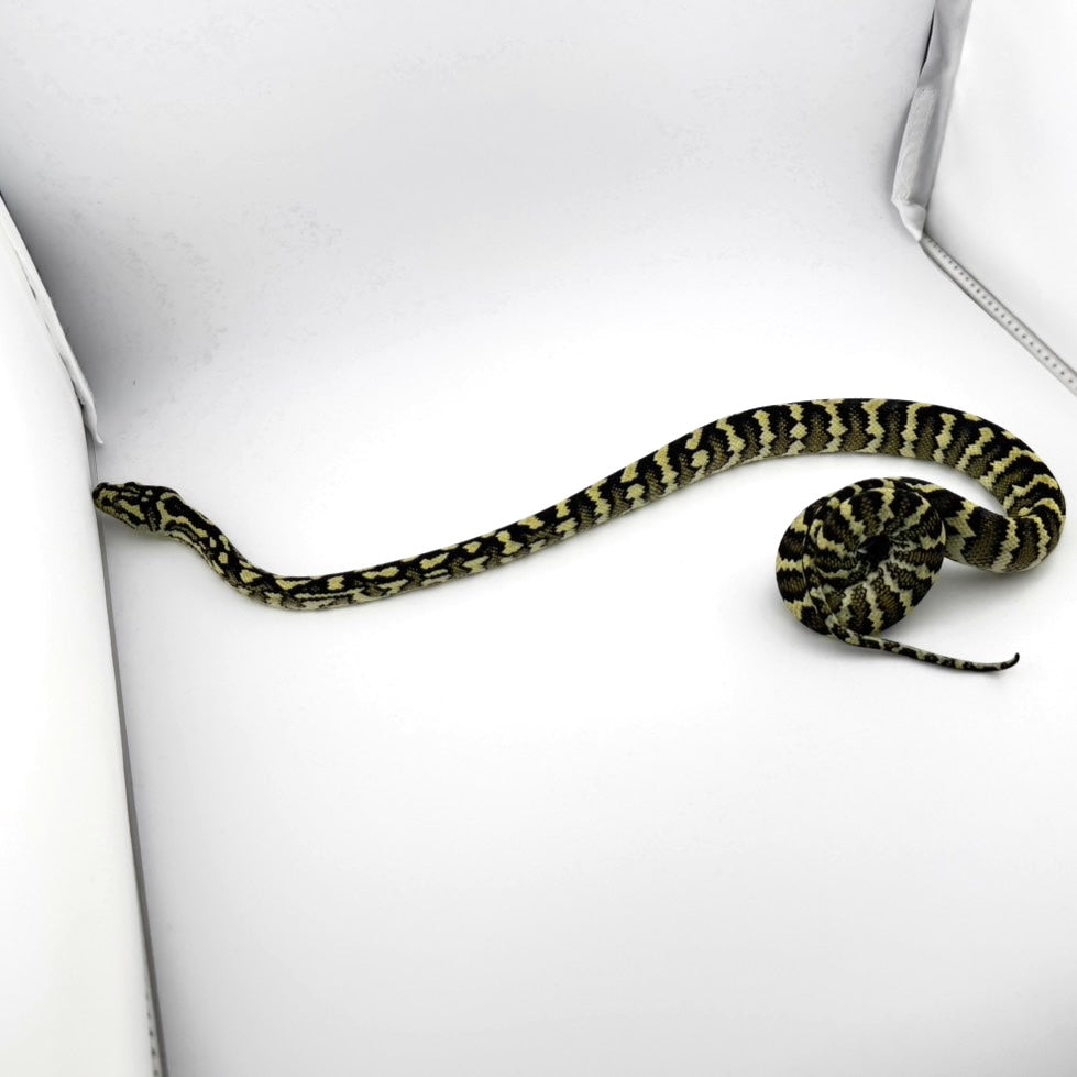 ジャングル