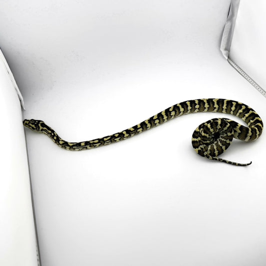 ジャングル
