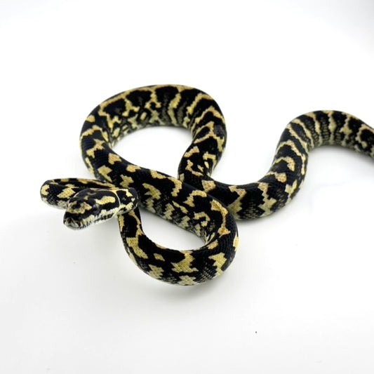 ジャングル