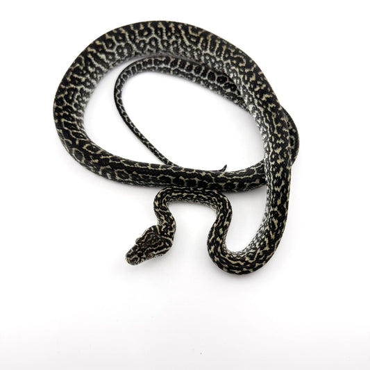 オセロットゼブラ