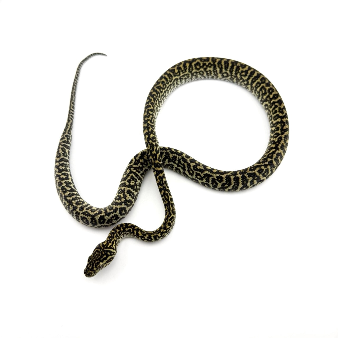 オセロットゼブラ