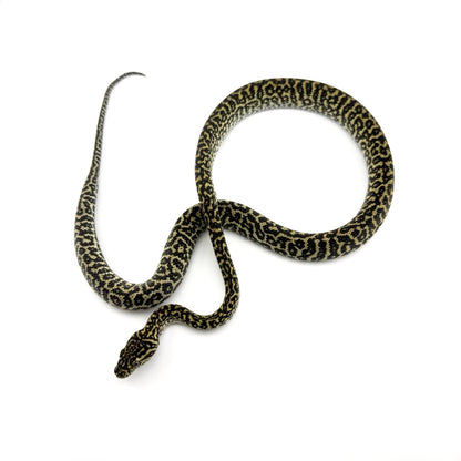 オセロットゼブラ