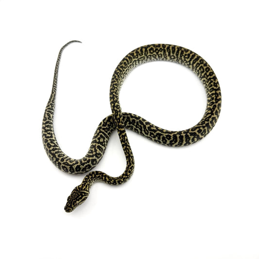 オセロットゼブラ