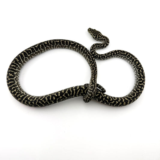 オセロットゼブラ