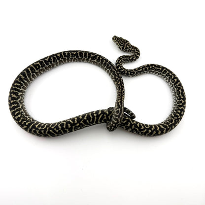 オセロットゼブラ