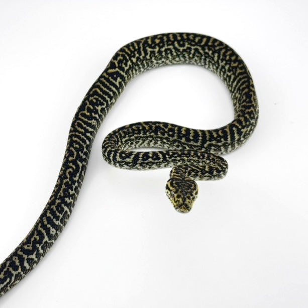 オセロットゼブラ