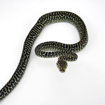 オセロットゼブラ