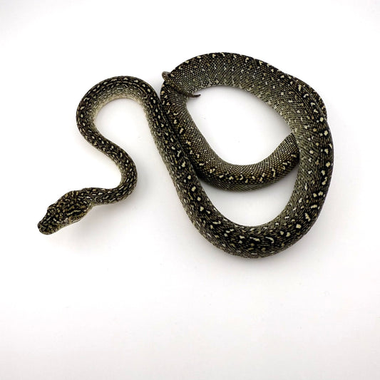 ダイヤジャングル75%ダイヤ