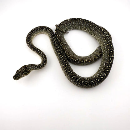 ダイヤジャングル75%ダイヤ