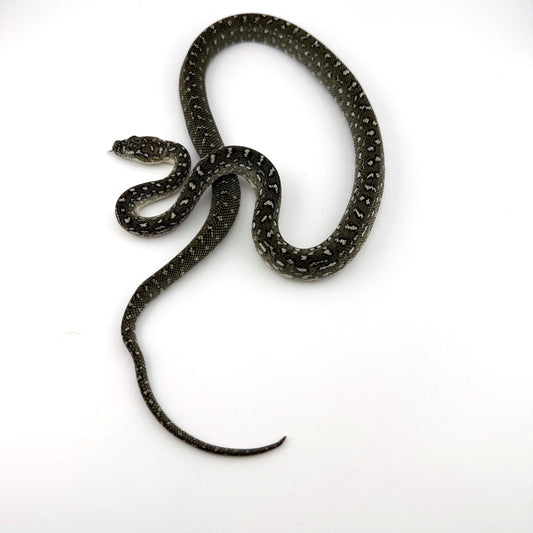 ダイヤジャングル75%ダイヤ