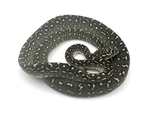 ダイヤジャングル75%ダイヤ