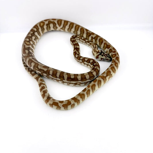 ブレッドリージャガー