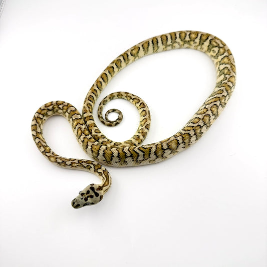 ストーンウォッシュジャガーnice