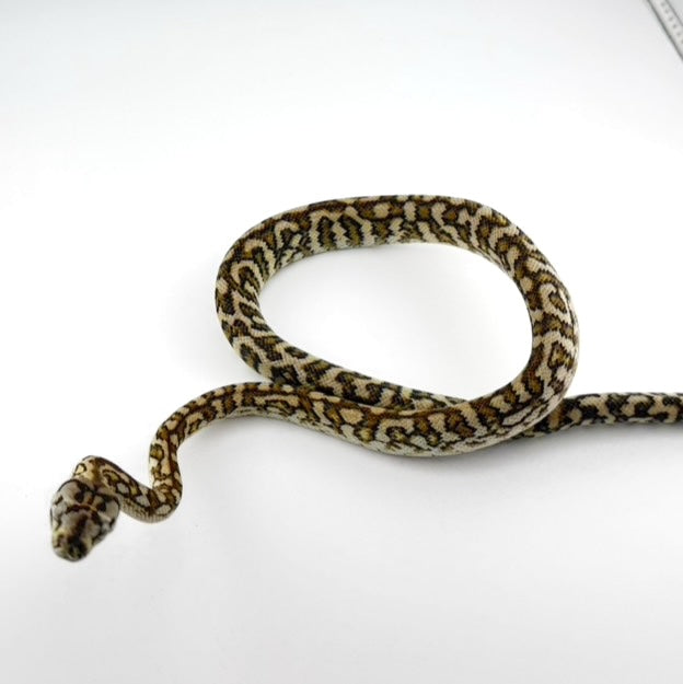 ストーンウォッシュジャガー