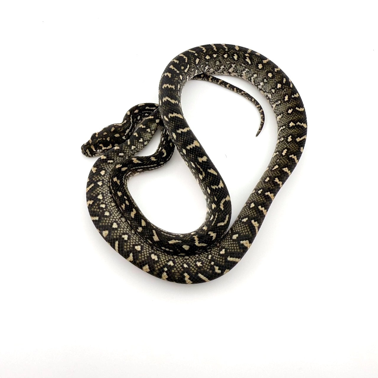 ダイヤジャングルコースタル