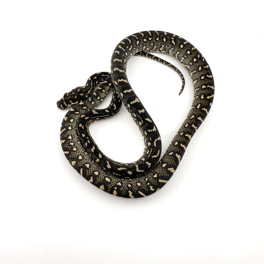 ダイヤジャングルコースタル