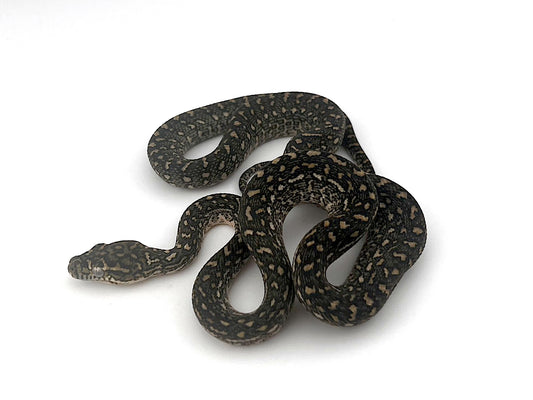 ダイヤジャングルコースタル