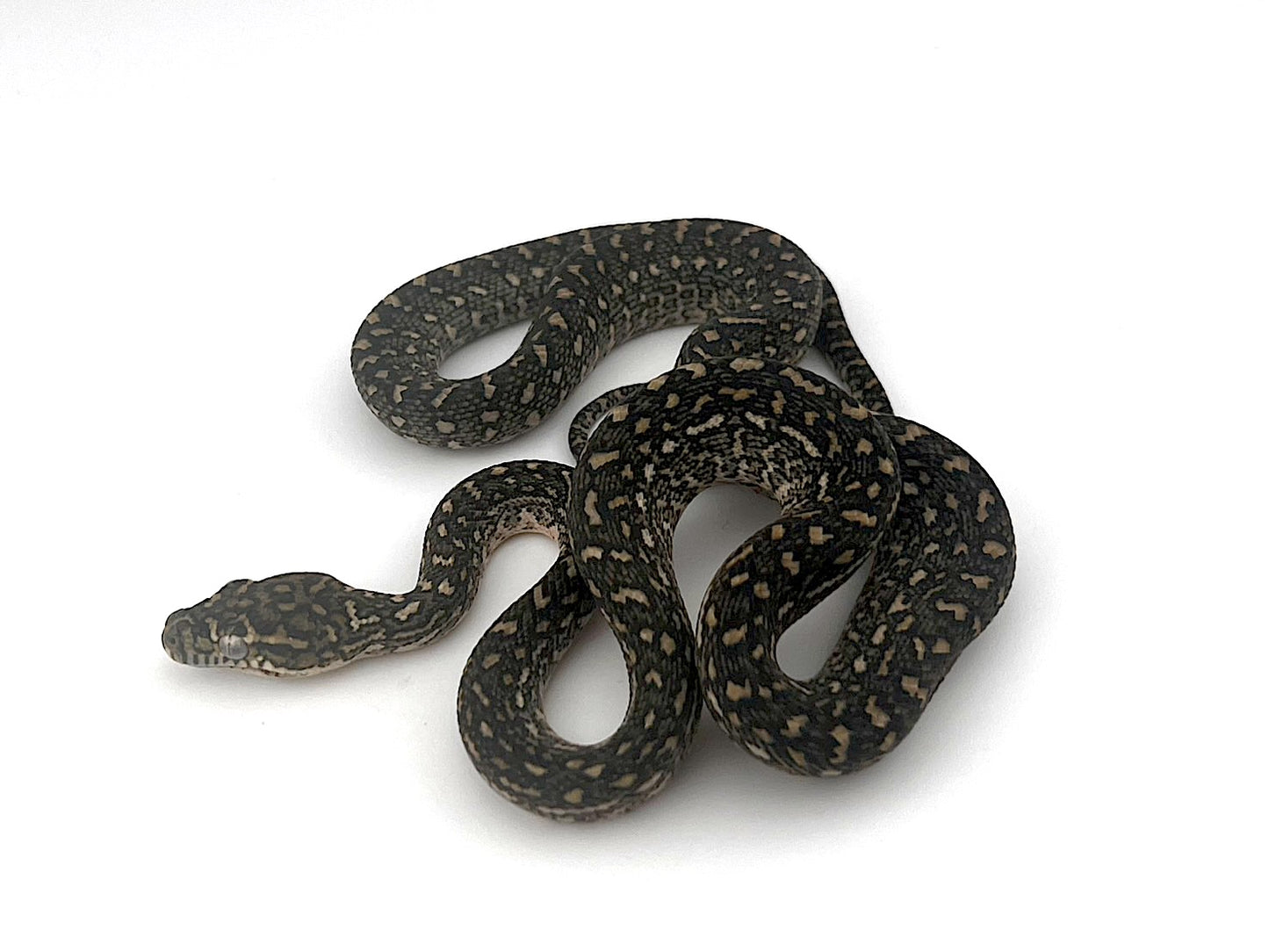 ダイヤジャングルコースタル