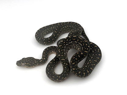 ダイヤジャングルコースタル