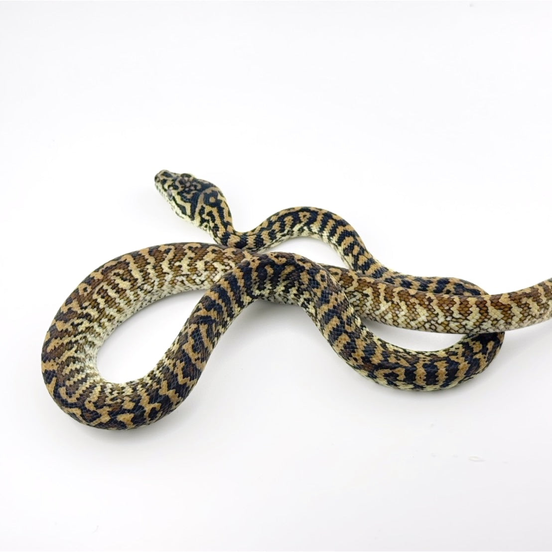 ゼブラhetアルビノ