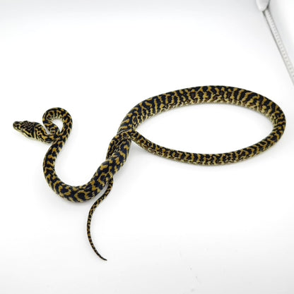 ゼブラhetアルビノ